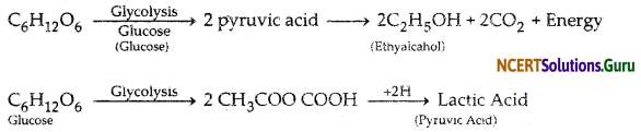 NCERT Solutions for Class 10 Science Chapter 6 Life Processes 13
