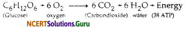 NCERT Solutions for Class 10 Science Chapter 6 Life Processes 2