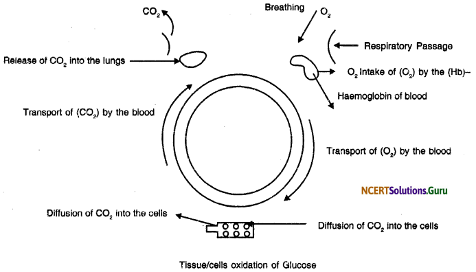 NCERT Solutions for Class 10 Science Chapter 6 Life Processes 3