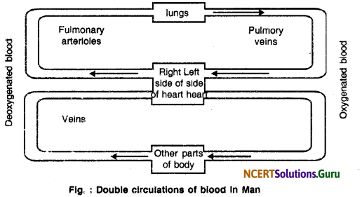 NCERT Solutions for Class 10 Science Chapter 6 Life Processes 9