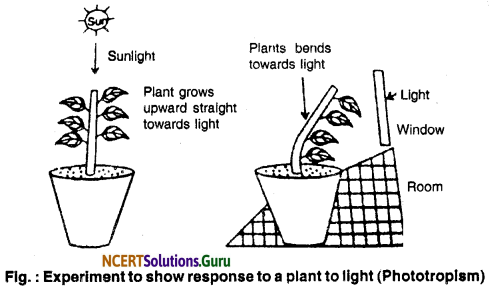 NCERT Solutions for Class 10 Science Chapter 7 Control and Coordination 2