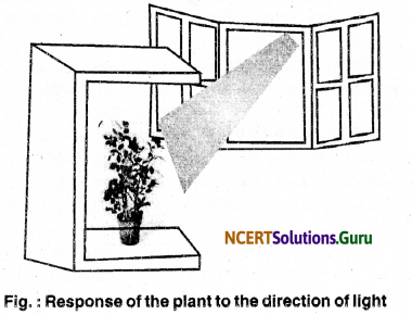 NCERT Solutions for Class 10 Science Chapter 7 Control and Coordination 3
