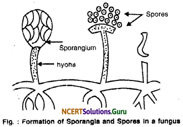 NCERT Solutions for Class 10 Science Chapter 8 How Do Organisms Reproduce 2