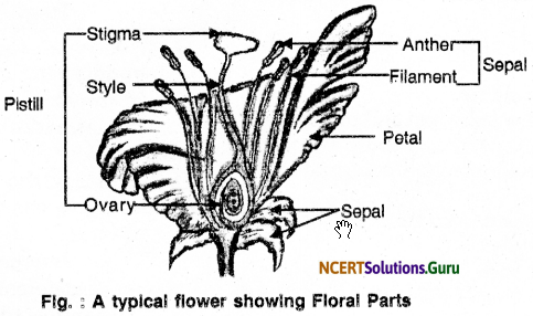 NCERT Solutions for Class 10 Science Chapter 8 How Do Organisms Reproduce 3