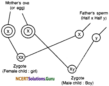 NCERT Solutions for Class 10 Science Chapter 9 Heredity and Evolution 2